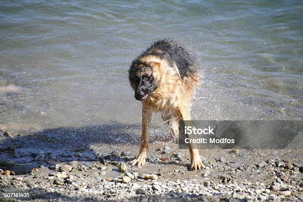 Photo libre de droit de Chien Drys De La Piscine Wet banque d'images et plus d'images libres de droit de Adulte - Adulte, Animaux de compagnie, Berger allemand