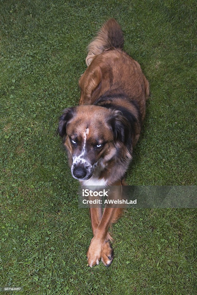 ブラウンの犬、明るいブルーの目にして上から - イヌ科のロイヤリティフリーストックフォト