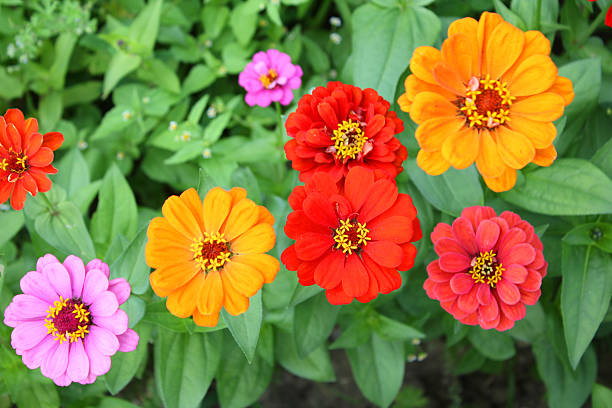 zinnia flores - daisy multi colored flower bed flower fotografías e imágenes de stock
