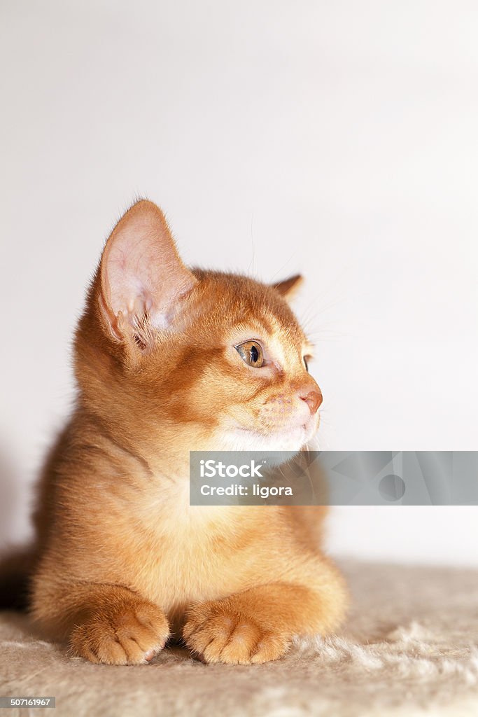 Abyssinian 고양이 새끼 - 로열티 프리 고양이 새끼 스톡 사진