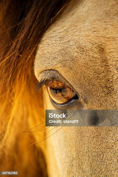 Foto de Olhos De Cavalo e mais fotos de stock de Animal - Animal, Animal de estimação, Beleza natural - Natureza