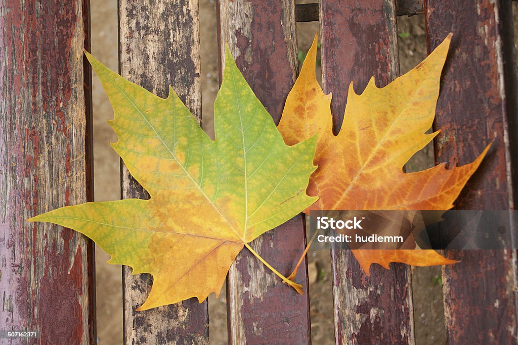 Leaves on a bench Autumn Stock Photo