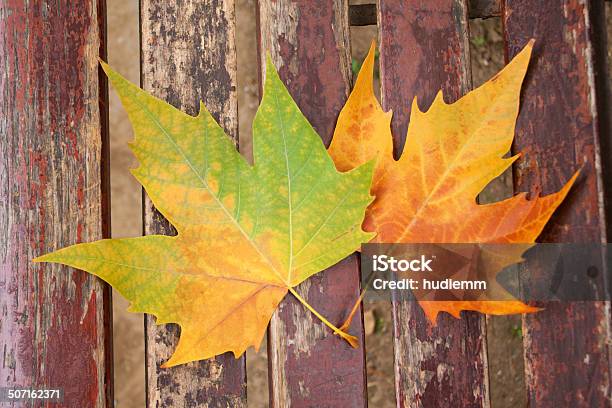 Leaves On A Bench Stock Photo - Download Image Now - Autumn, Bench, Botany