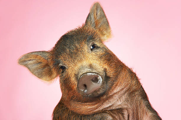 istock Brown Pig Against Pink Background 507162765