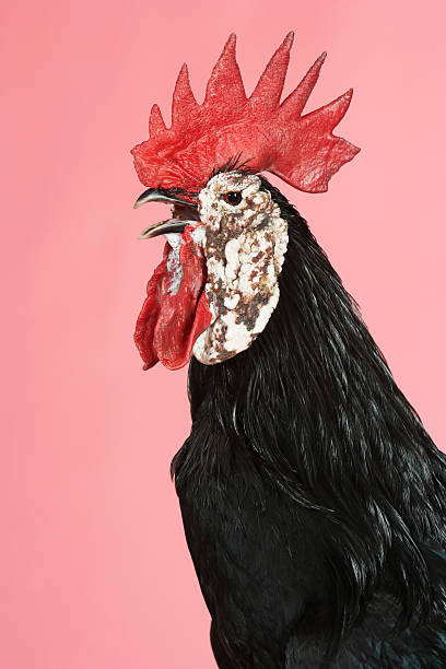 istock Rooster Crowing Against Pink Background 507162771