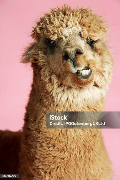 Alpaca On Pink Background Stock Photo - Download Image Now - Alpaca, Looking, Animal