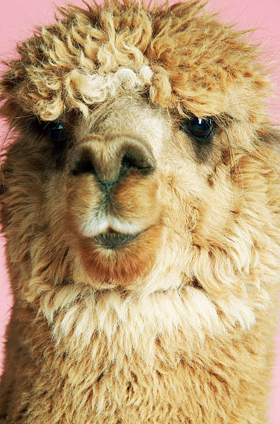 istock Closeup Of Alpaca On Pink Background 507162795