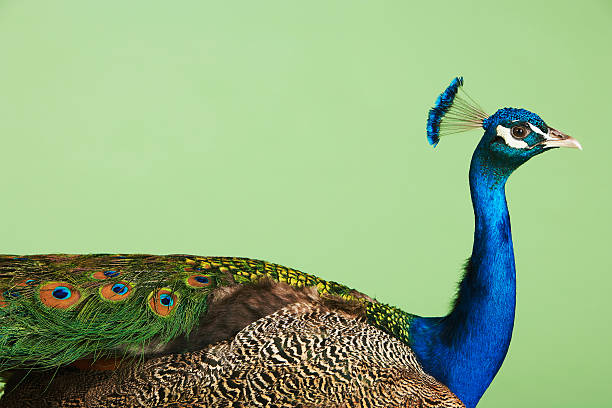 istock Side View Of Cropped Peacock 507162817