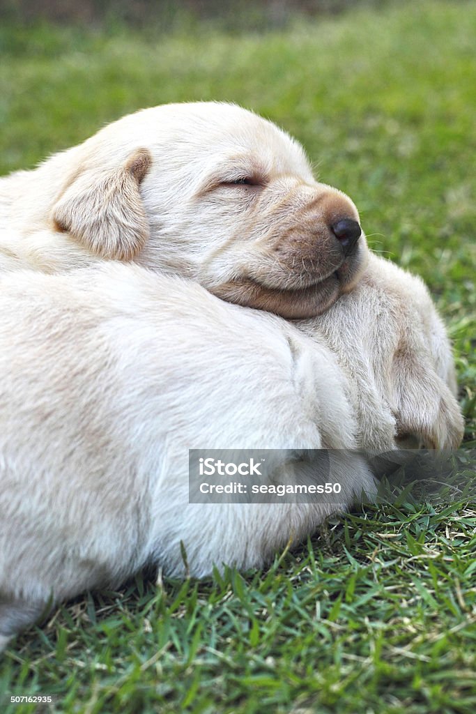 Śpiąca szczeniaki labrador na zielonej trawie-trzech tygodni. - Zbiór zdjęć royalty-free (Bez ludzi)