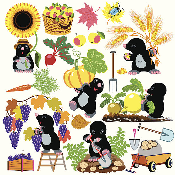 set with mole working in the garden set with mole working in the garden, autumnal season harvest,cartoon pictures for little kids mole animal stock illustrations
