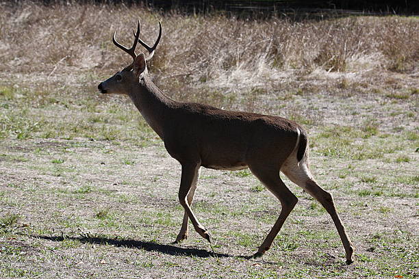 istock American Deer - California 507167592