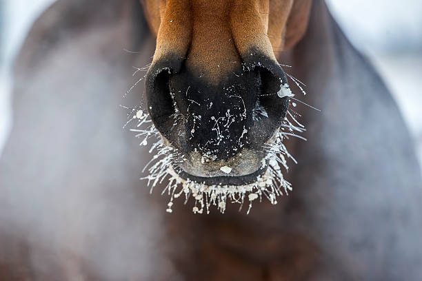 말 왜고너의 코, 빙판 및 연료증기 - trakehner horse 뉴스 사진 이미지