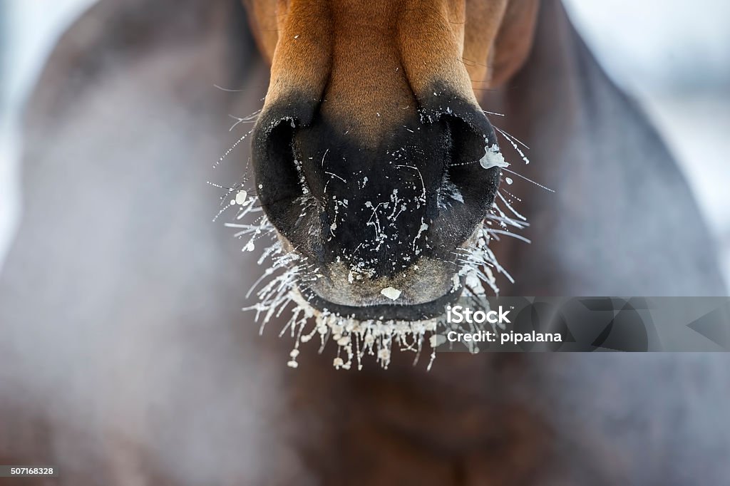 Horse's nose with the ice and steam Horse's nose with the ice and steam in winter Horse Stock Photo
