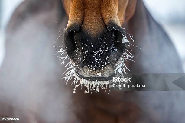 Horses Nose With The Ice And Steam Stock Photo - Download Image Now - Horse, Winter, Snow