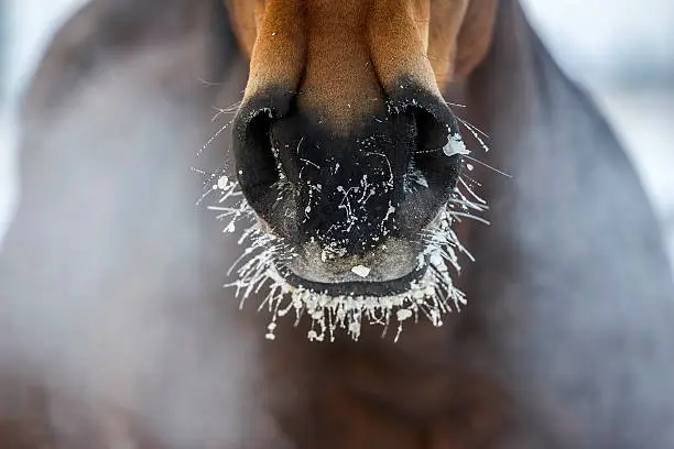 Photo of Horse's nose with the ice and steam