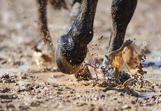 Horse's legs in the dirty water