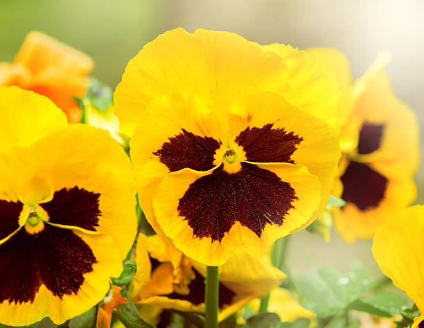 istock Pansy flowers on the flowerbed. 507169338