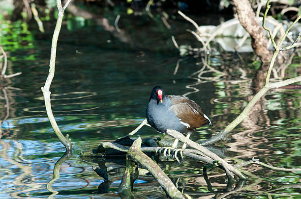 gallina chloropus em um tronco - refelctions - fotografias e filmes do acervo