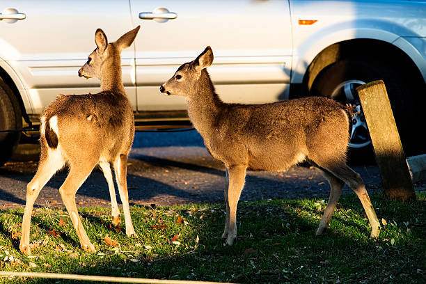 istock Two Young Deer Near Car In Parking Lot 507170394