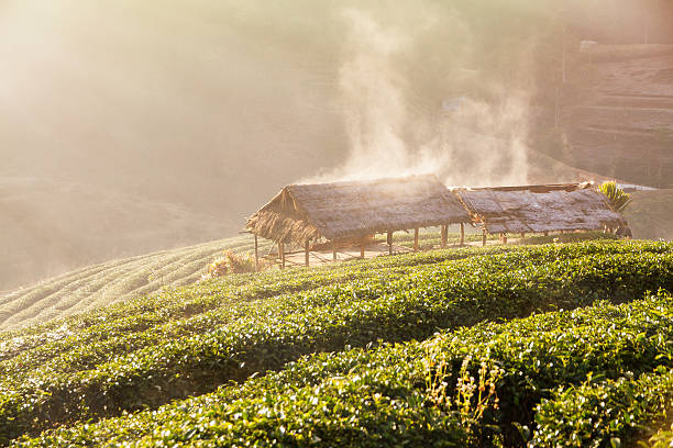 istock Green tea field in Doi Angkhang, Chiang mai, Thailand. 507171298