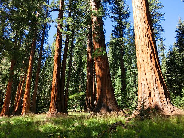 istock Redwood trees in Sequoia National Park 507171434