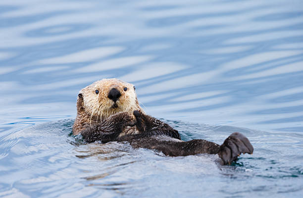 istock Sea Otter , British Columbia 507171882