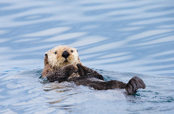 Sea Otter , British Columbia stock photo