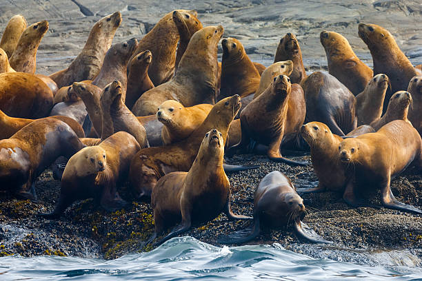 istock Steller Sea Lions 507171934