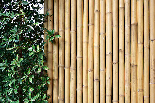 istock Bamboo fence with plants 507172618