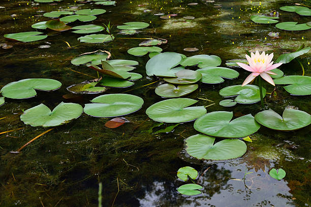 istock Have you ever seen the water lilies ? 507174268