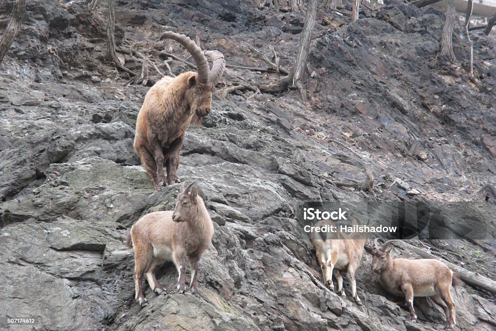 Alpine Ibex Stock Photo - Download Image Now - Ibex, Animal, Animal Themes - iStock Alpine Ibex Stock Photo - Download Image Now - Ibex, Animal, Animal Themes - iStock