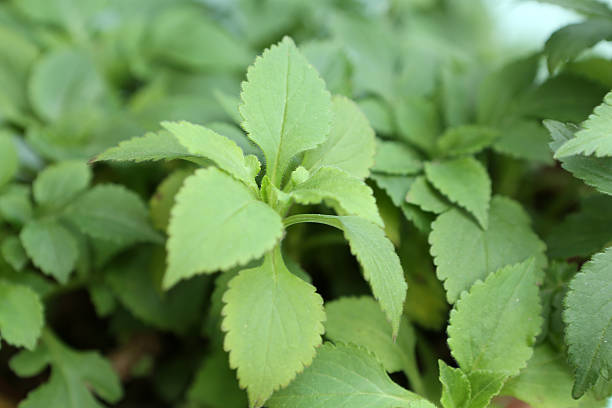 istock Patrinis Villosa Juss 507175224