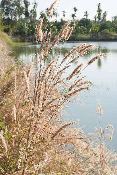istock Imperata cylindrica Beauv 507175374