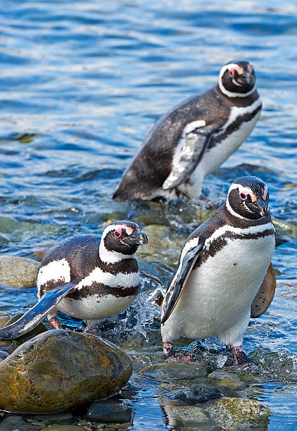 istock Penguins, Magdalena island, Chile 507175458