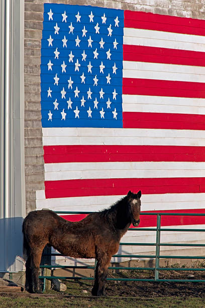 istock Stars and stripe with Horse,La Conner WA 507175538