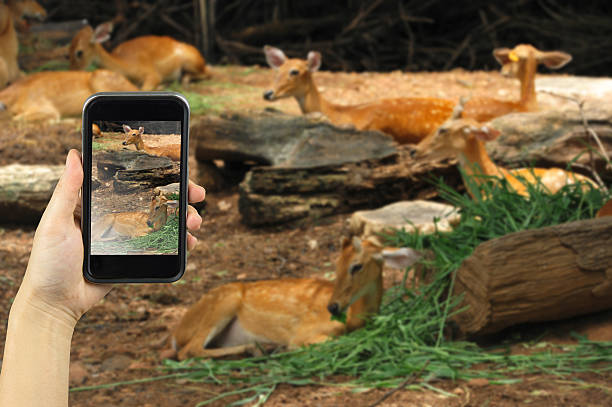 istock Taking photo on smart phone concept. 507176692