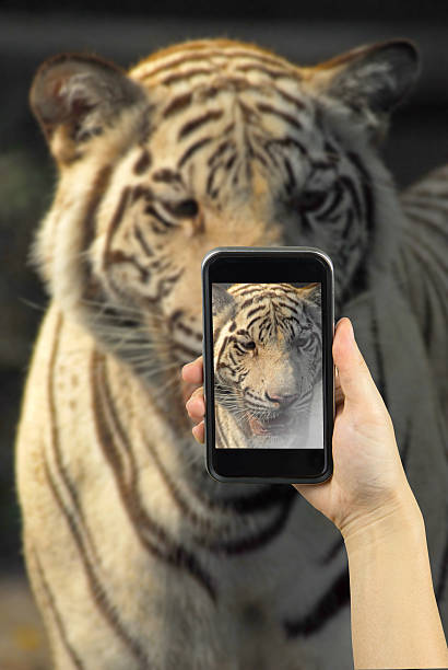istock Taking photo on smart phone concept. 507176732