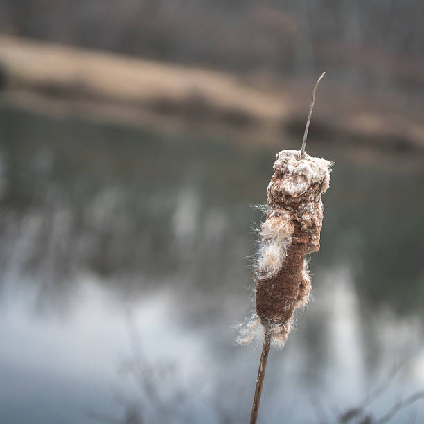 Dry reed mace, cattail  plants in the winter