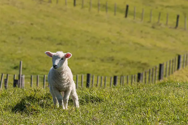 isolated little lamb in paddock