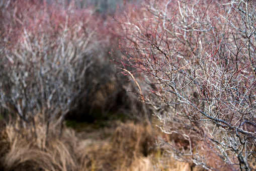 Blueberry bush in the winter. Pennsylvania, Poconos