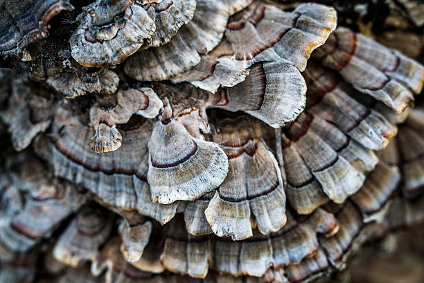 istock Bracket fungus on the old dead wood 507177216