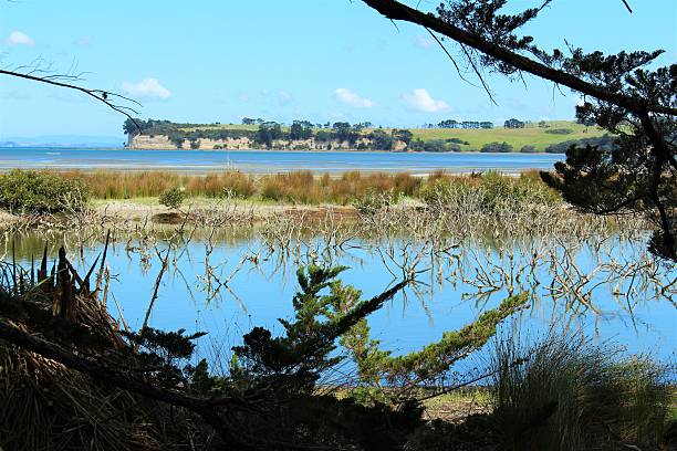istock View through trees over the sea towards the cliffs 507177856
