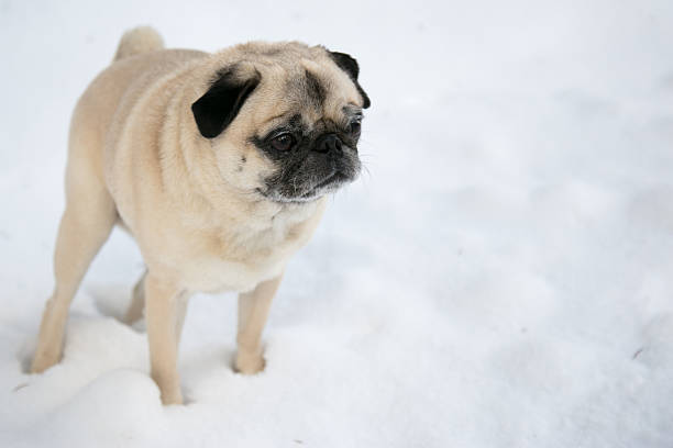 istock Cute pug in the Snow 507178150