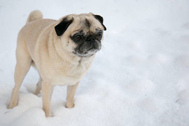 istock Cute pug in the Snow 507178262