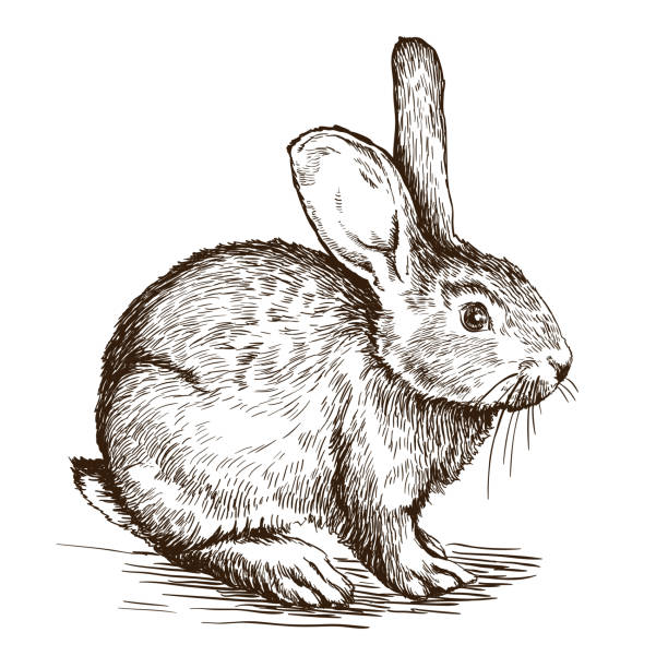 illustrazioni stock, clip art, cartoni animati e icone di tendenza di schizzo disegnato a mano libera di coniglio - rabbit