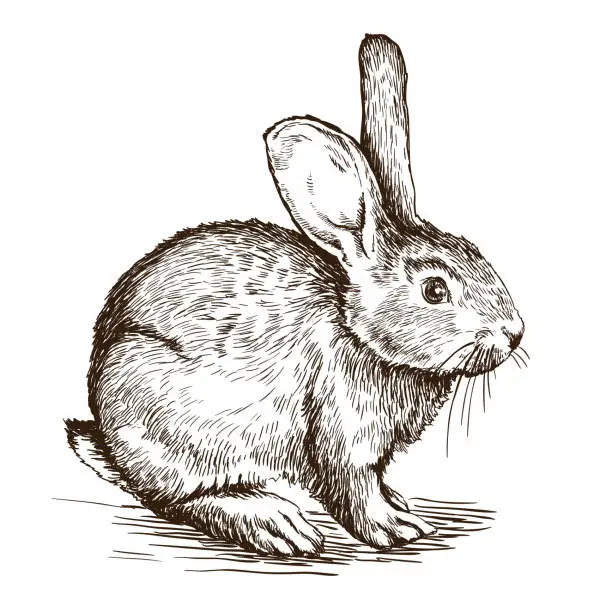 Vector illustration of hand drawn sketch of  rabbit