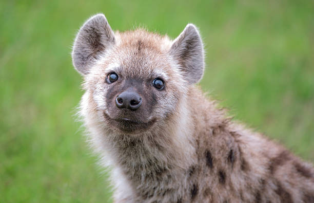 curioso retrato de um bebê uma hiena - hiena - fotografias e filmes do acervo