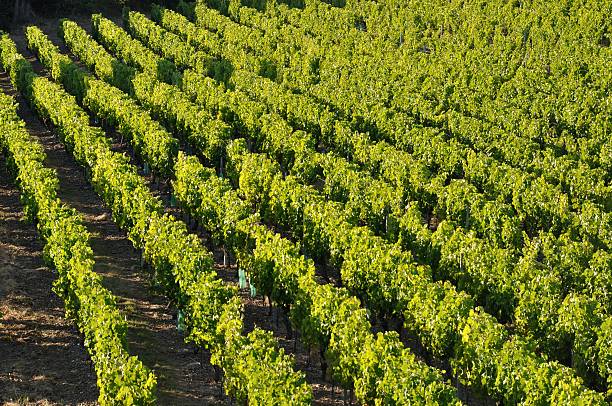 istock Vineyard in France 507181764