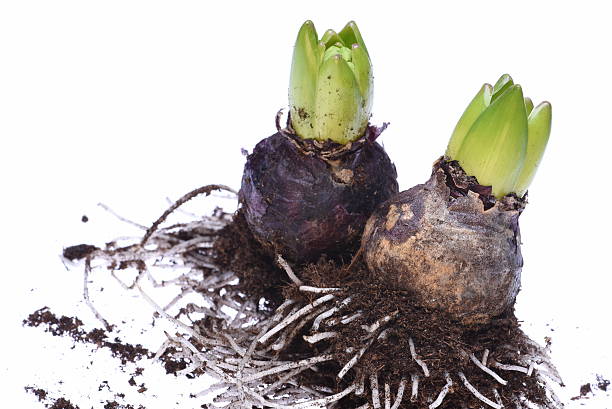 istock Closeup of hyacinth bulbs 507181994