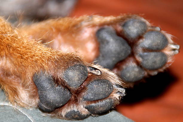 istock Border Terrier paws underside pads nails fur Close up 507182608
